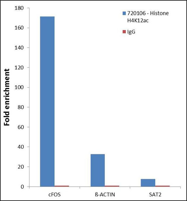 H4K12ac Antibody in ChIP Assay (ChIP)