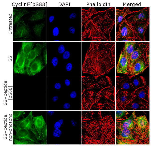 Phospho-Cyclin E (Ser88) Antibody in Immunocytochemistry (ICC/IF)