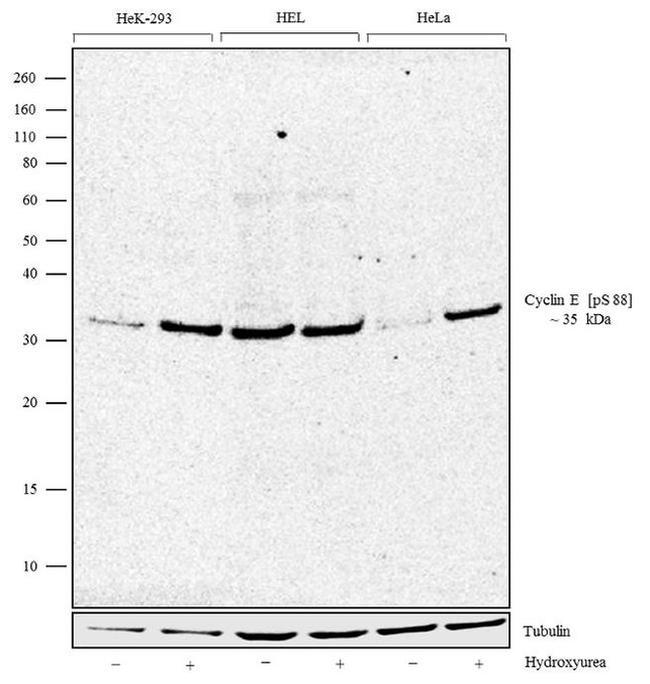 Phospho-Cyclin E (Ser88) Antibody in Western Blot (WB)