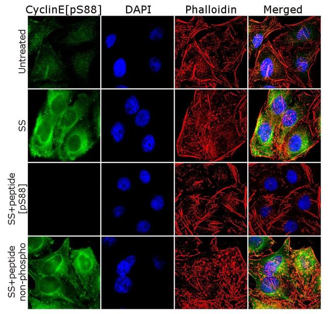 Phospho-Cyclin E (Ser88) Antibody