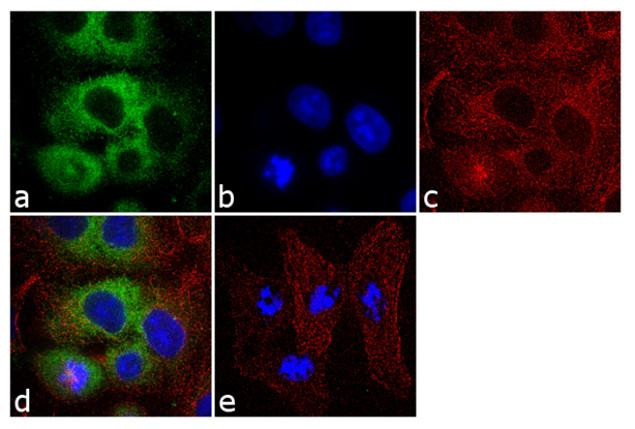 Profilin 1 Antibody in Immunocytochemistry (ICC/IF)