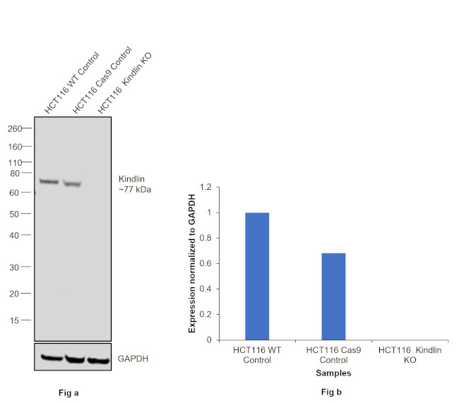 Kindlin Antibody in Western Blot (WB)