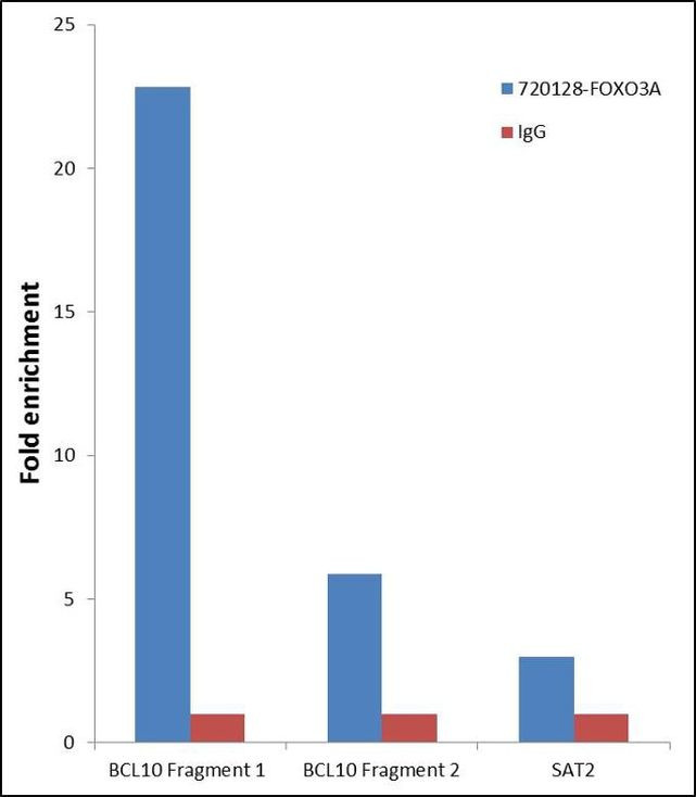 FOXO3A Antibody