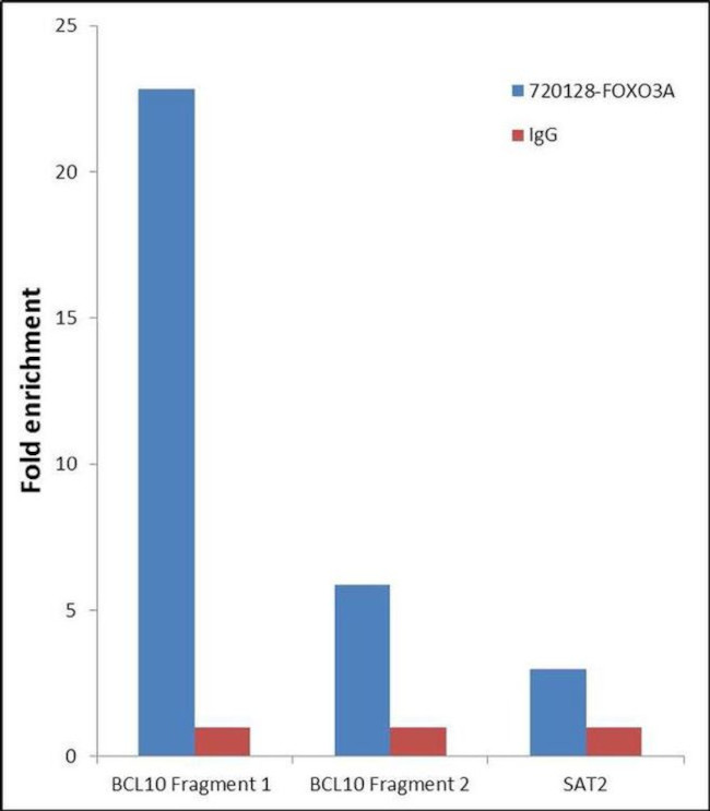 FOXO3A Antibody in ChIP Assay (ChIP)