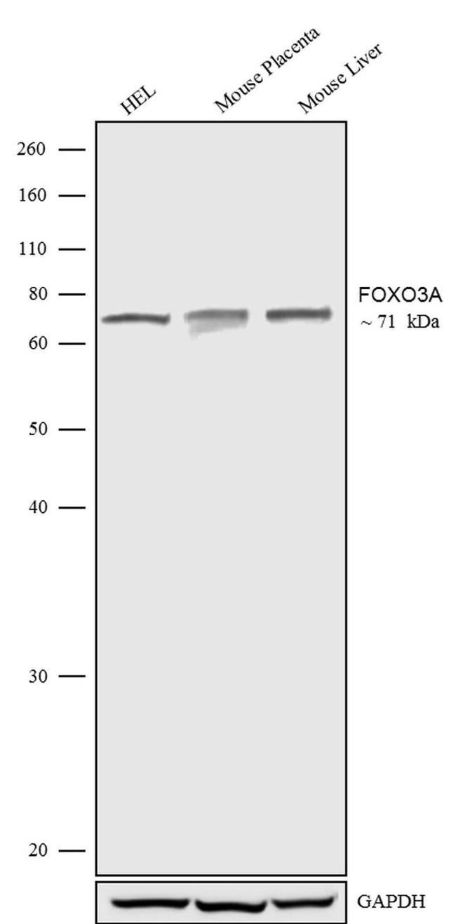 FOXO3A Antibody in Western Blot (WB)