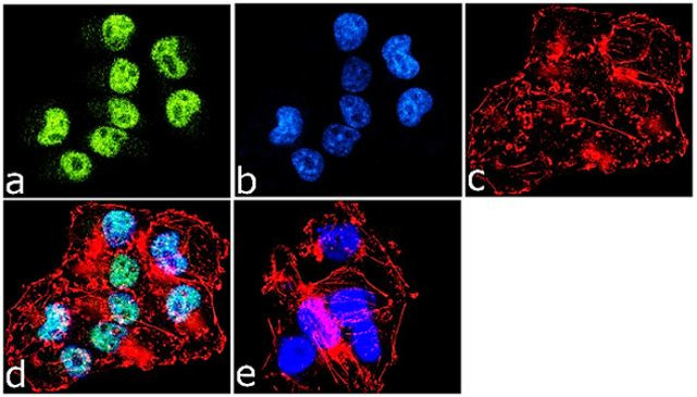 BAF60C Antibody in Immunocytochemistry (ICC/IF)