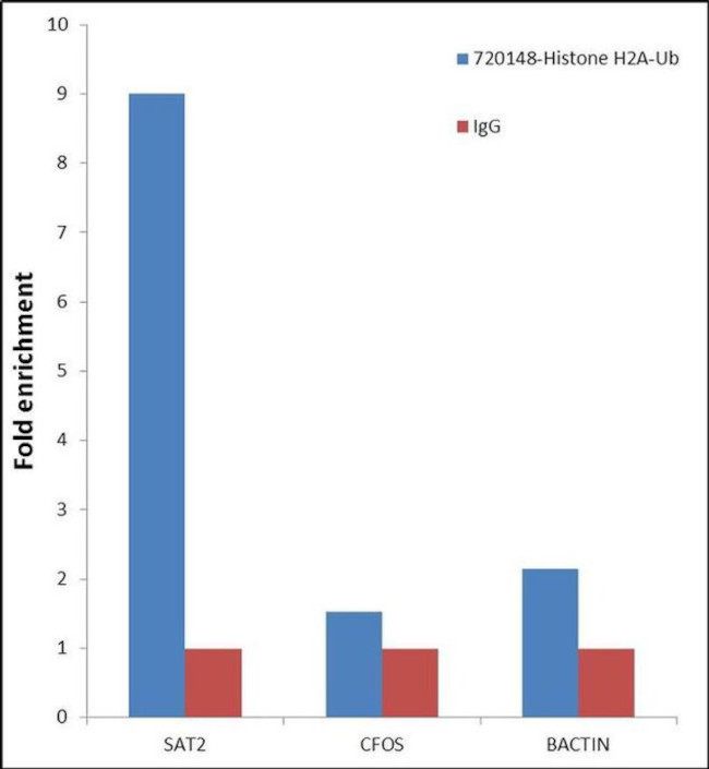 H2AK119ub Antibody