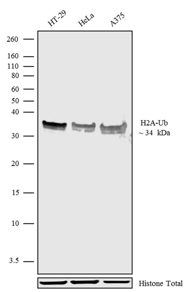 H2AK119ub Antibody in Western Blot (WB)