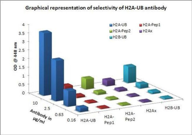 H2AK119ub Antibody in ELISA (ELISA)
