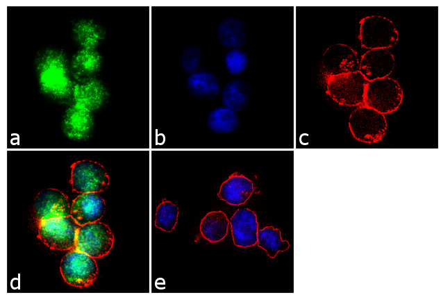 FOXO4 Antibody in Immunocytochemistry (ICC/IF)