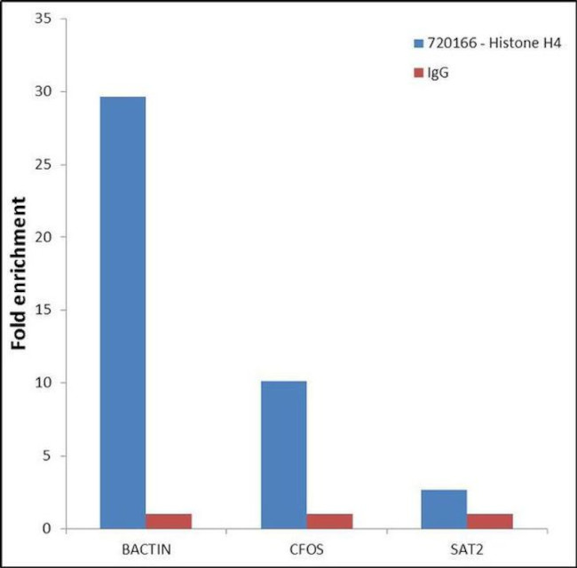 Histone H4 Antibody in ChIP Assay (ChIP)