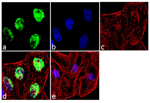 Histone H4 Antibody in Immunocytochemistry (ICC/IF)