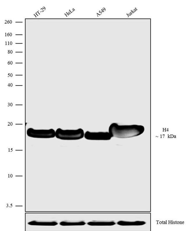 Histone H4 Antibody in Western Blot (WB)