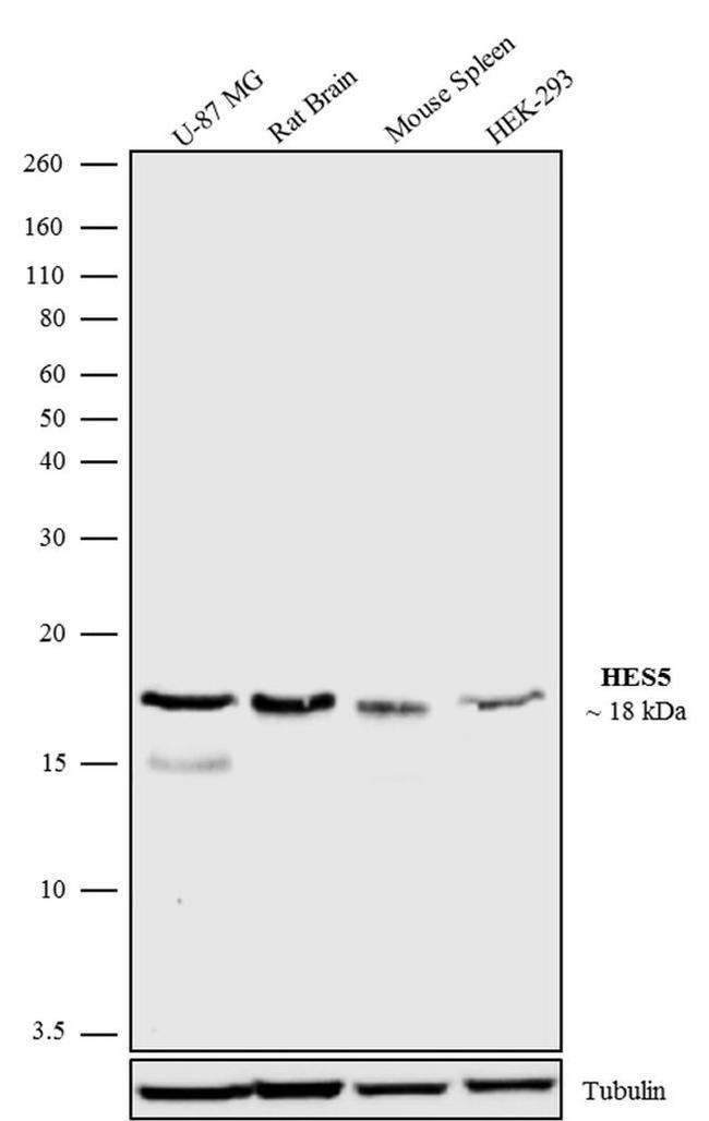 HES5 Antibody in Western Blot (WB)