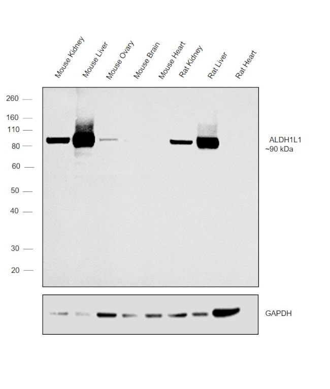 ALDH1L1 Antibody