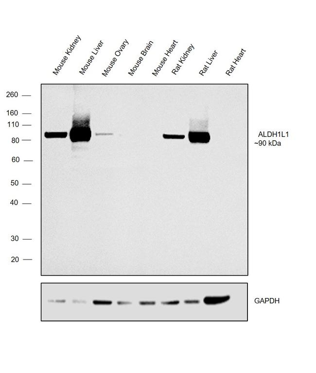 ALDH1L1 Antibody in Western Blot (WB)