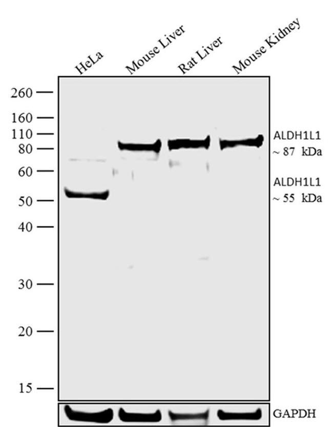 ALDH1L1 Antibody in Western Blot (WB)