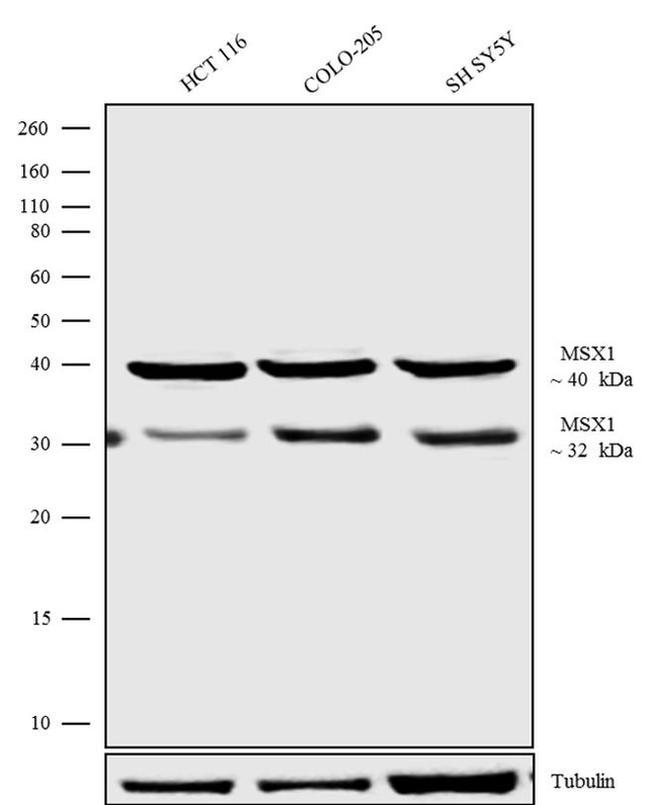 MSX1 Antibody in Western Blot (WB)