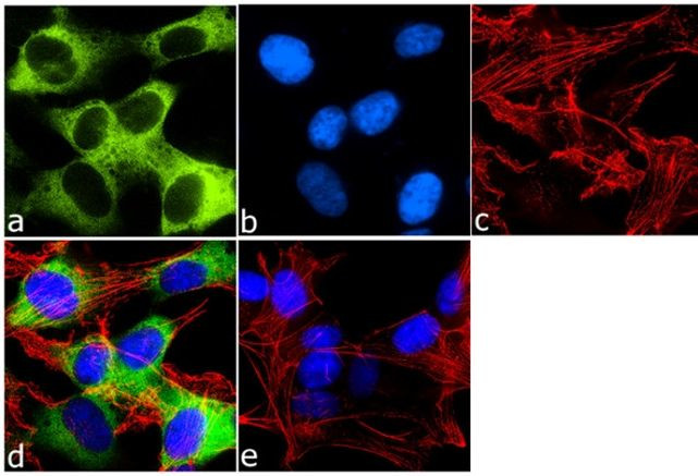 STMN2 Antibody in Immunocytochemistry (ICC/IF)