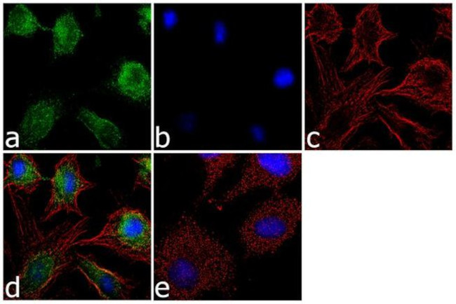 Apolipoprotein D Antibody in Immunocytochemistry (ICC/IF)