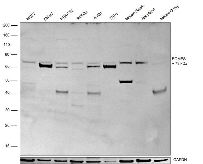 EOMES Antibody in Western Blot (WB)