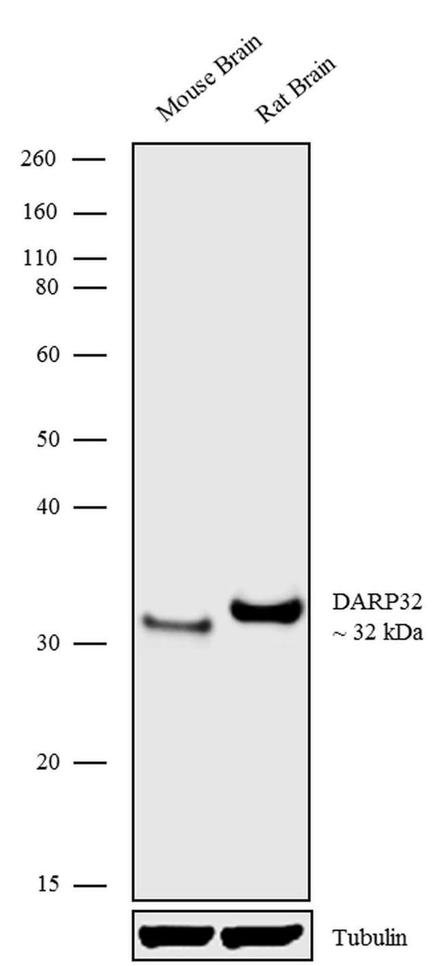 DARPP-32 Antibody in Western Blot (WB)