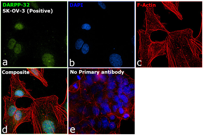 DARPP-32 Antibody in Immunocytochemistry (ICC/IF)