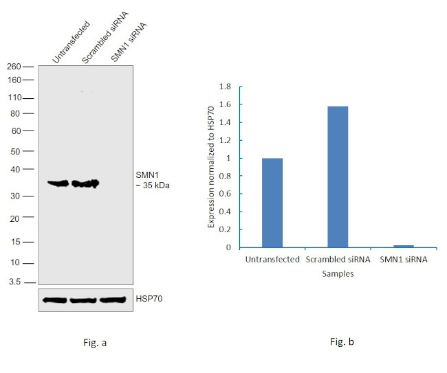 SMN1 Antibody