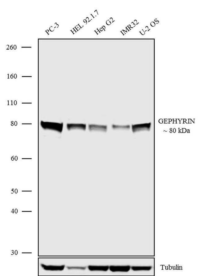 Gephyrin Antibody in Western Blot (WB)