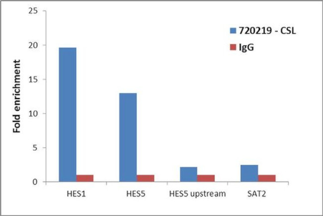 RBPJ Antibody in ChIP Assay (ChIP)