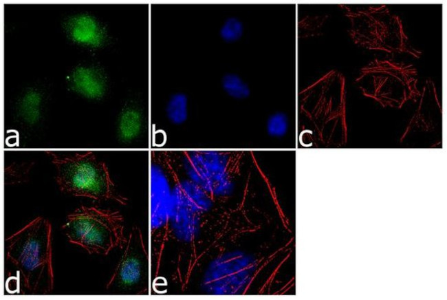 RBPJ Antibody in Immunocytochemistry (ICC/IF)