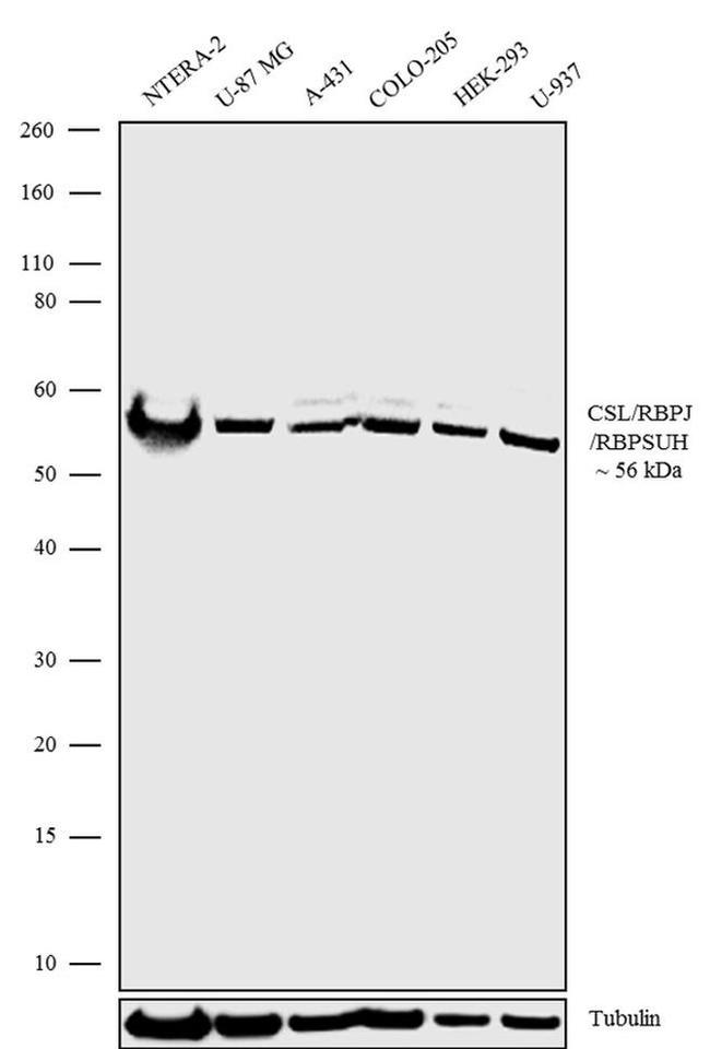 RBPJ Antibody in Western Blot (WB)