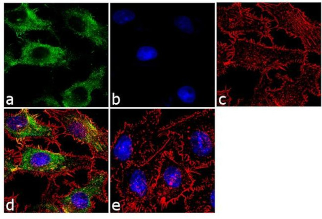 LAP3 Antibody in Immunocytochemistry (ICC/IF)