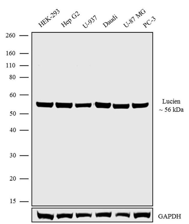 LAP3 Antibody in Western Blot (WB)