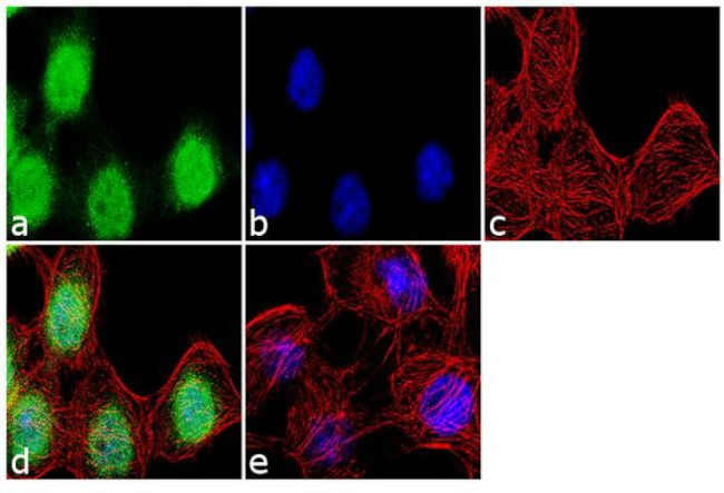 SRF Antibody in Immunocytochemistry (ICC/IF)