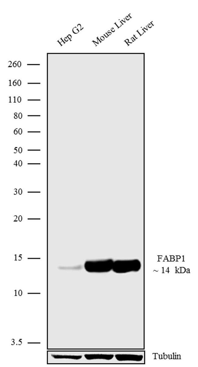 FABP1 Antibody in Western Blot (WB)