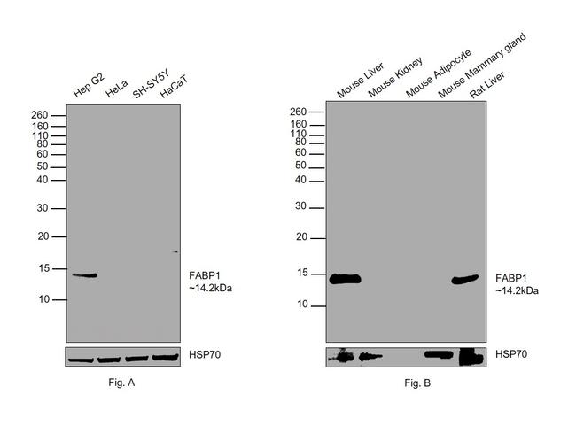 FABP1 Antibody in Western Blot (WB)