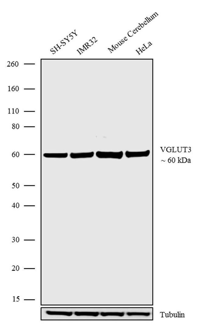 VGLUT3 Antibody in Western Blot (WB)