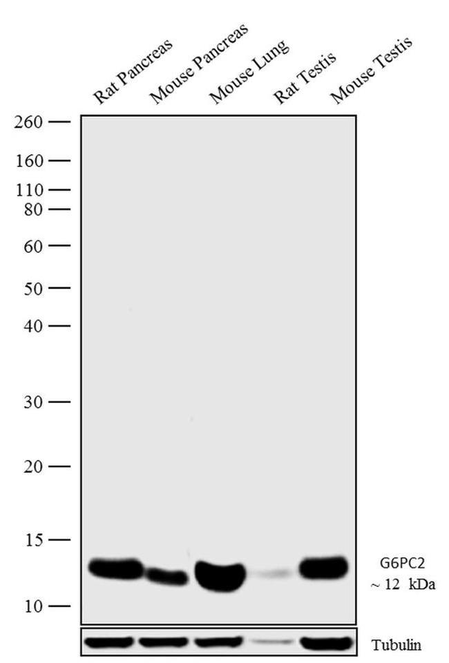 G6PC2 Antibody in Western Blot (WB)