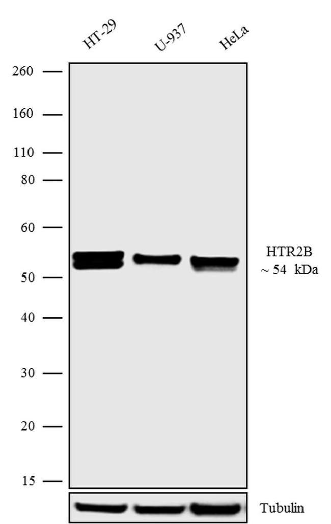 HTR2B Antibody in Western Blot (WB)