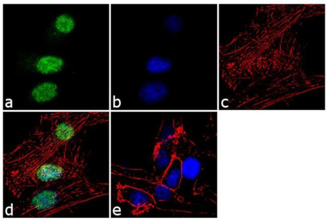 Tex10 Antibody in Immunocytochemistry (ICC/IF)