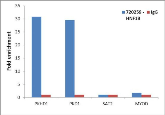 TCF2 Antibody