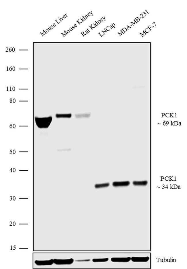 PCK1 Antibody in Western Blot (WB)