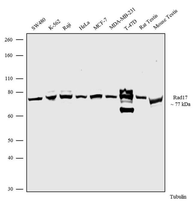 RAD17 Antibody in Western Blot (WB)