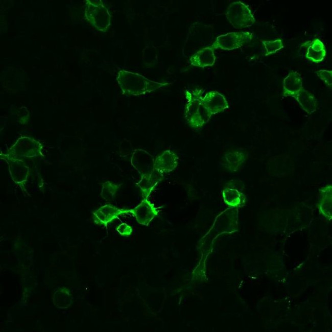 GABBR2 Antibody in Immunocytochemistry (ICC/IF)