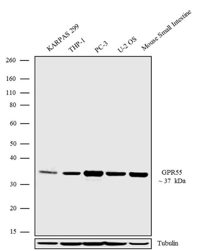 GPR55 Antibody in Western Blot (WB)