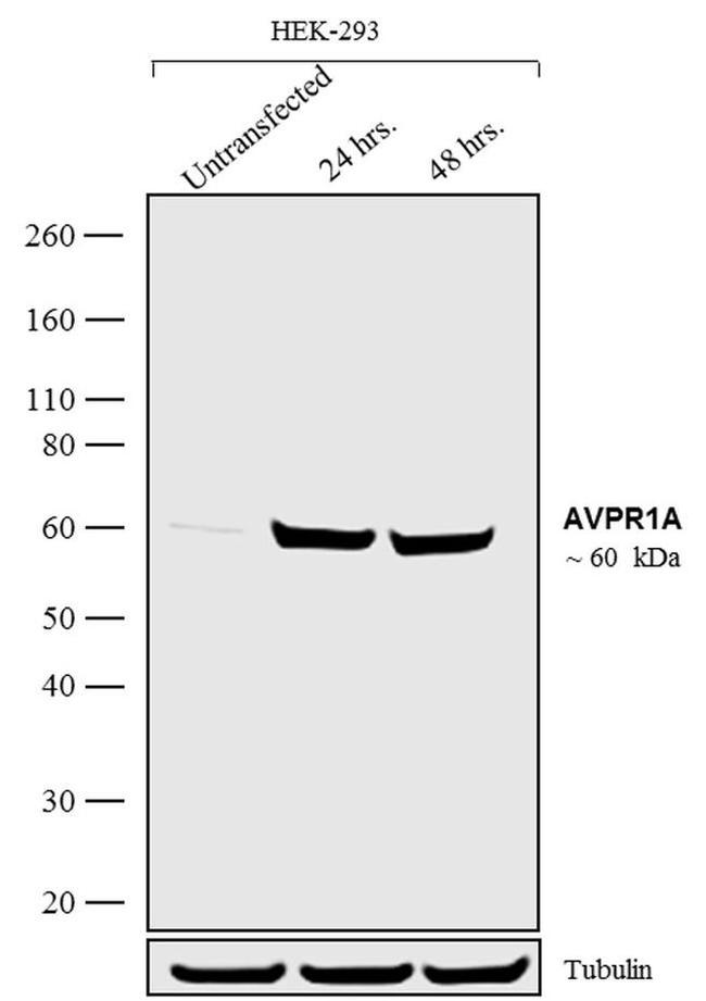 AVPR1A Antibody in Western Blot (WB)