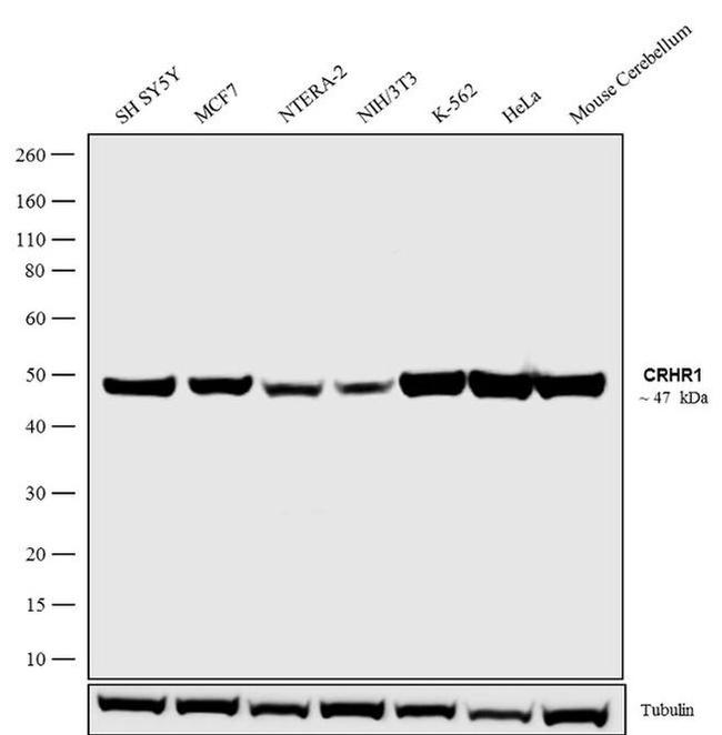 CRHR1 Antibody in Western Blot (WB)