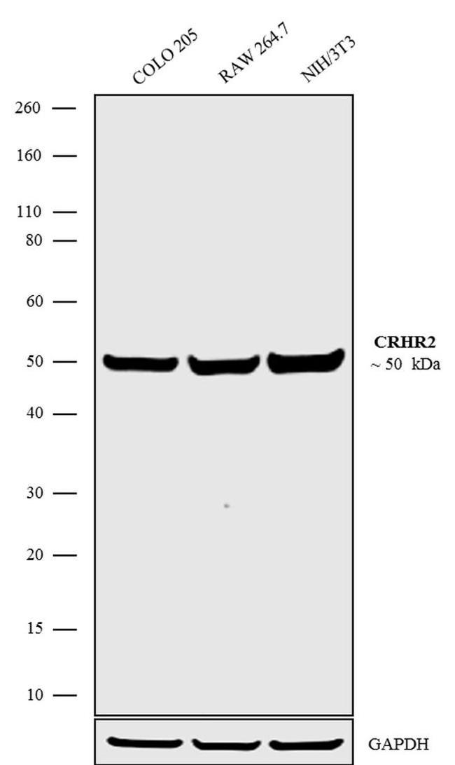 CRHR2 Antibody in Western Blot (WB)