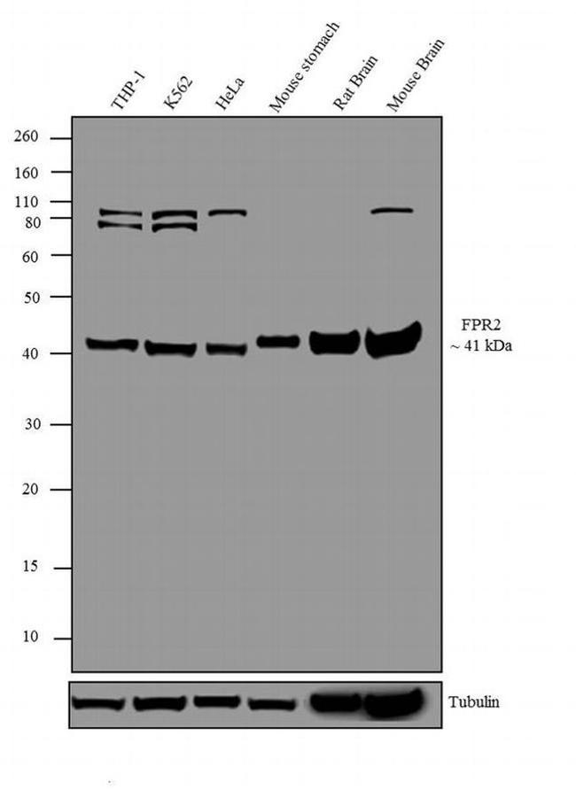 FPR2 Antibody in Western Blot (WB)